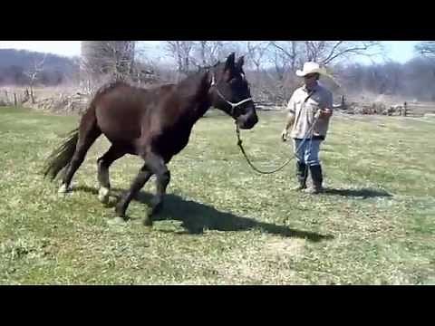 Stringhalt in Horses - Irongate Equine Clinic - WI
