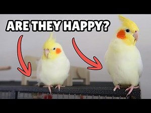 Signs of a Happy Bird | Parrot Behavior | BirdNerdSophie AD