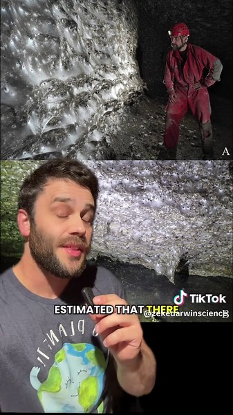 Exploring a Unique Spider Web Ecosystem in Greece