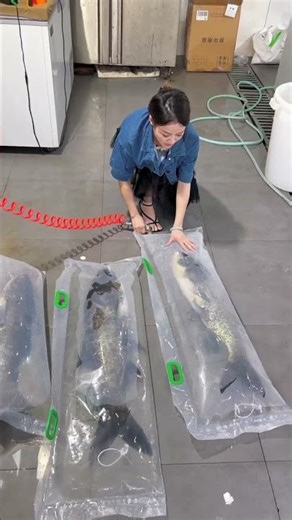 Part 58.Exporting Big Live Fish: Packing to Delivery.