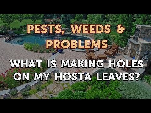What Is Making Holes on My Hosta Leaves?