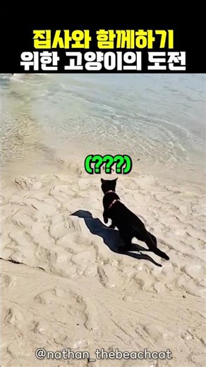 The cat's behavior when it sees its butler crossing the sea