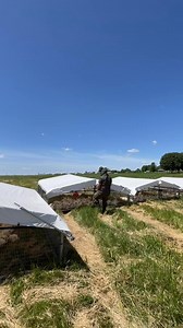 957K views · 7.4K reactions | Exploring the benefits and challenges of free-range broiler chicken farming – a more humane approach to poultry production, but how sustainable is it in the long run? Let's talk about the balance between animal welfare, environmental impact, and consumer demand. | BEEF Agriculture | Facebook