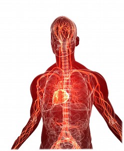 What is PEMF? The Domino Effect of Healthy Circulation. More Oxygen. Better Recovery.