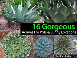 Growing Agave Plants: How To Care For and Use Them Indoors and Outdoors