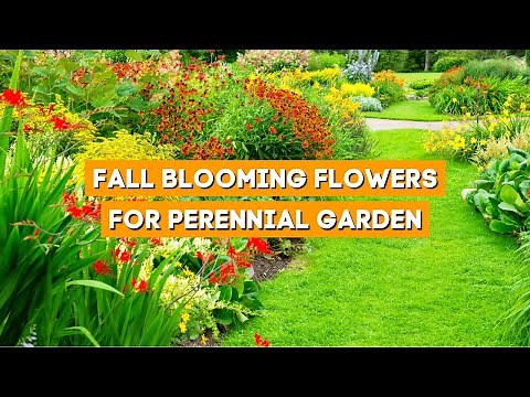 7 Best Fall Blooming Flowers for Your Perennial Garden 🌼☀️✨