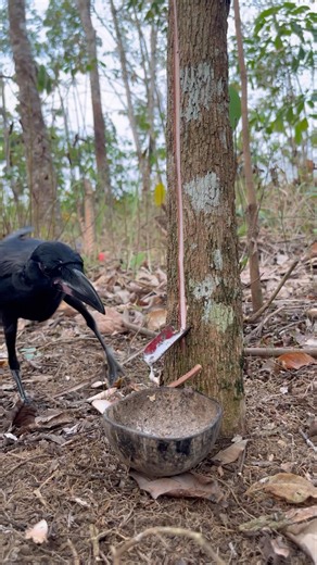 You Must Know How To Find This Sap #rubbertapping #rubbertree #sapdrip #nature