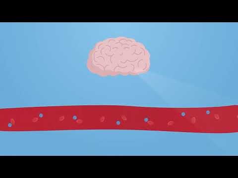 Osmoregulation - kidneys - WJEC GCSE Biology - ENGLISH