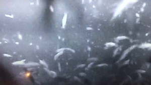 Woodland Resort, Devils Lake, ND on Reels