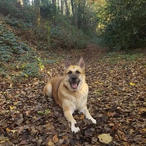 1.1K views · 20 reactions | We's likes Norfolk, we does. We's don't...