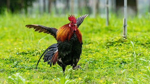 Chicken Behaviors: Dust Bathing, Mating, Preening, and More