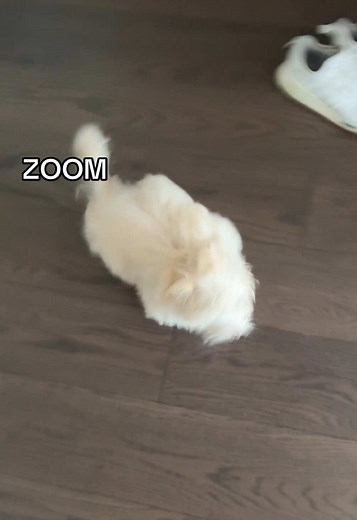 Maltese Puppy Zoomies: Adorable Moments to Share