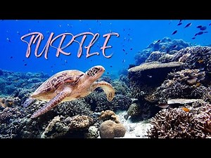 Turtle Sound Effects