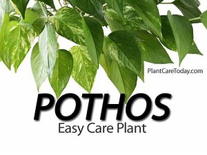 11 Tips For Thriving Easy Care Pothos - Quick Guide