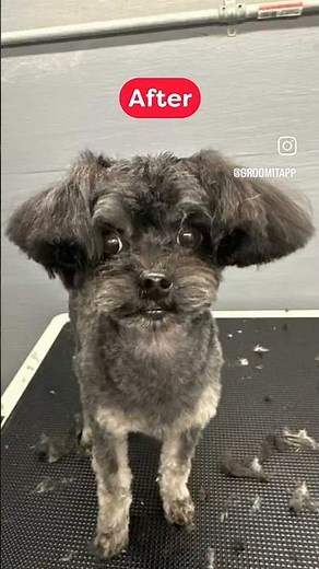 Mobile Dog Grooming Near You