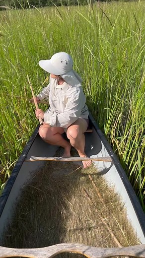 Harvesting and processing wild rice the traditional way.#foraging #wildrice #manoomin @alexisnikole @chaoticforager @mnforager @linda.black.elk @feralforaging