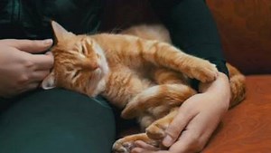 178K views · 509 reactions | Help make your cat purr, register for your free cat care guide. | RSPCA (England & Wales) | Facebook