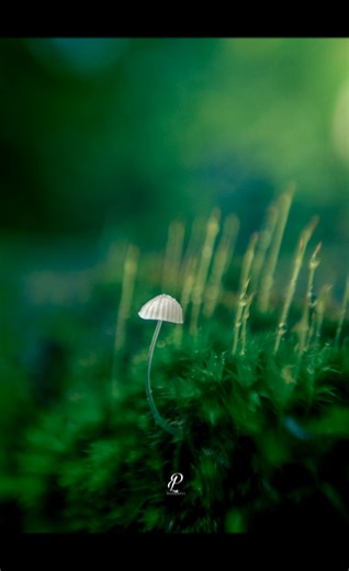 Pramod lakshan photography on TikTok