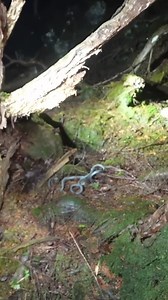228K views · 1.5K reactions | Why was this rope in Japan's Aokigahara Forest? #haunted #japan #paranormal | Exploring With Fighters | Facebook