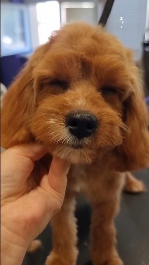 Cavapoo Puppy Full Grooming | Cutest Transformation Ever ✨ #cavapoopuppy