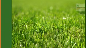 Feed your lawn (all regions) with Milorganite mid to late May (in the North when daytime temps are consistently in the 60s). Fertilizing your lawn in spring builds a deep root system that can better withstand the stress of summer. Using Milorganite with good lawn care practices will give you a thick, lush, and healthy lawn. | Milorganite Fertilizer