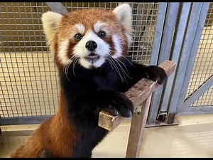 Red Panda Keeper Talk