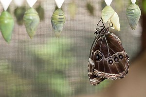 The Life Cycle of Butterflies and Moths
