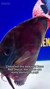 Our Rose Red Discus is coloring up beautifully! The rich reds and golden accents are becoming more vibrant every day. Truly a show-stopper in the tank! #DiscusFish #Aquarium | Golden State Discus