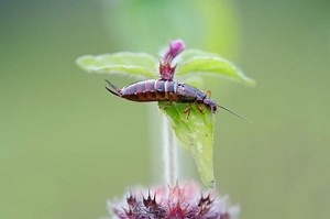 7 Plants That Repel Earwigs - ProGardenTips
