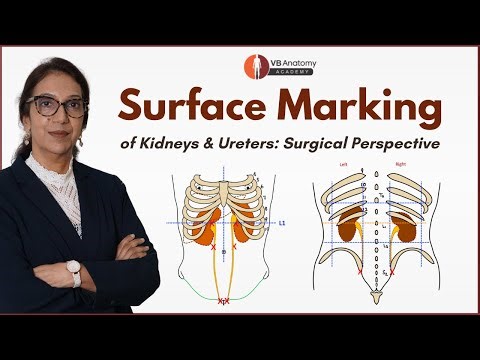 Surface Marking of Kidneys and Ureters: Surgical Perspective | Anterior and Posterior Approaches