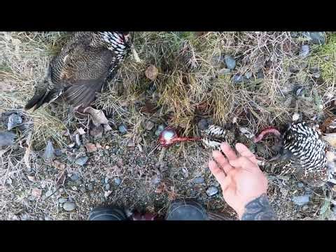 Quick way to clean spruce grouse