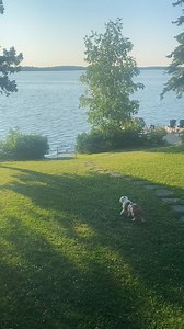 80K views · 2.4K reactions | Our energy this summer. (: goose_the_bully/TikTok) | E! News | Facebook