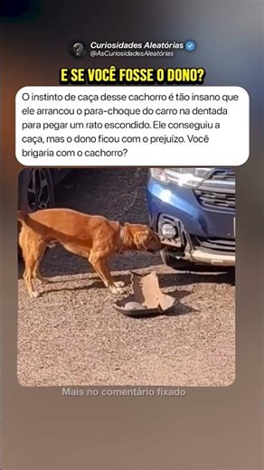 Cachorrinho Fiadap*t* #curiosidades #mistérios