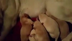 24K views · 402 reactions | 2 HOURS OLD! Yellow Labrador Puppies...