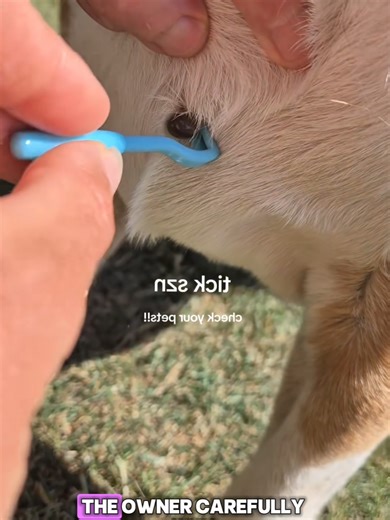 The video begins with a relaxed dog that has a large tick embedded in its skin. The owner uses a specialized tick removal tool, carefully positioning it under the tick and rotating it gently to extract it safely without harming the dog. The tick is removed intact, clearly showing the proper and responsible method. Tip: Never remove ticks with bare hands, always clean the area afterward, and regularly inspect your pet after spending time outdoors. The scene then shifts to a small dog dressed in t
