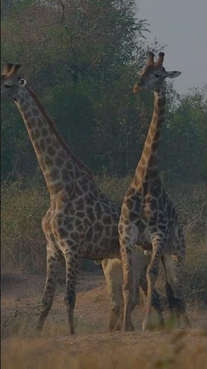 Giraffe Necking in Kruger National Park PK Safaris