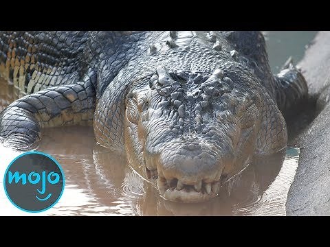 Top 10 Largest Reptiles