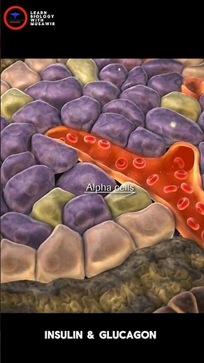Production of Insulin and glucagon | Alpha & Beta cells