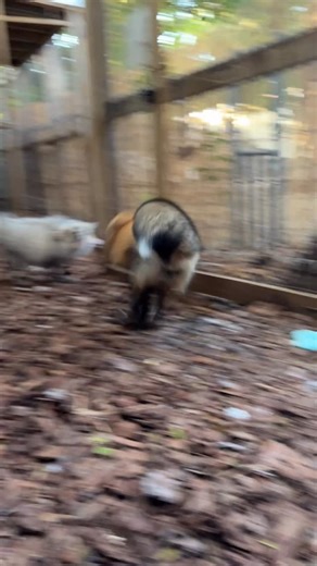 This works 😂 . . . Pawsitive Beginnings is a FWC/USDA licensed and insured 501(c)(3) nonprofit sanctuary that provides a safe, permanent home for foxes from U.S. fur farms and the pet trade. Since these foxes were born and raised in captivity, releasing them into the wild would be both unsafe and illegal. Here, they enjoy spacious enclosures and indoor/outdoor areas where they can escape the South Florida heat. To learn more about our mission and programs, visit the links in our bio. | Pawsitiv