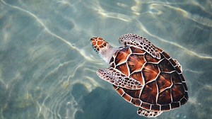 Where To See Turtles In Greece - 2024 Guide