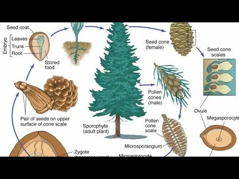 Pinus life cycle l pine seeds lChilghozal Gymnosperms l #@botanysolution