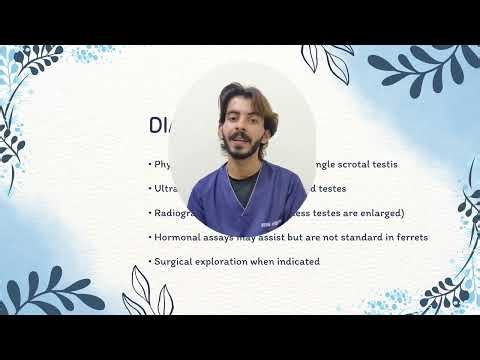 Cryptorchidism and monorchism in ferrets