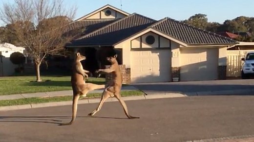 Kangaroos get into boxing match on quiet Australian street - video