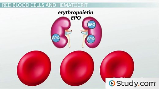 Red Blood Cells: Important Measurements