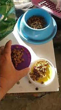 Cat's Morning Routine