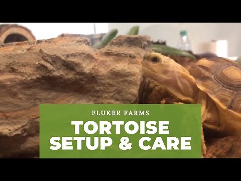 Tortoise Setup and Care Tutorial