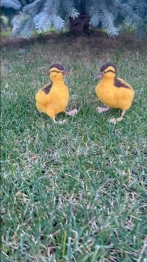 Life-Size Needle Felted Ducks | Bright Yellow Realistic Ducks | Handmade Wool Art