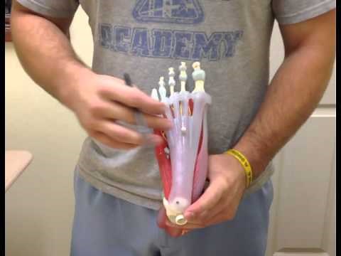 Foot Model - Anatomy Lecture for Medical Students - USMLE Step 1