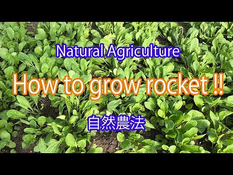 How to grow rocket naturally !!! 自然農法：ルッコラの栽培 !!!