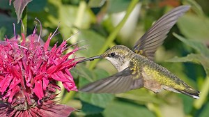 Ruby-throated hummingbirds will migrate soon. Here's how you can track and report them